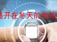 盛开在冬天的水仙是什么歌