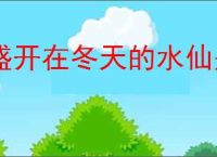 盛开在冬天的水仙是什么歌