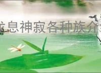 龙息神寂各种族介绍说明,龙息神寂种族选择推荐